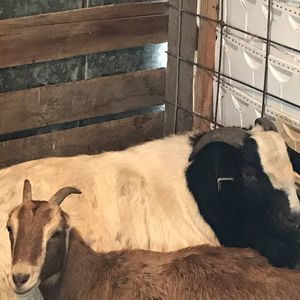 Meet your Posher, Devin